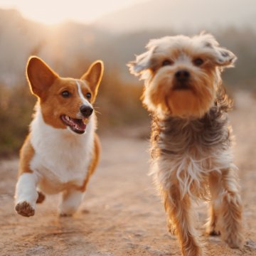 two dogs running outside on a sunny day